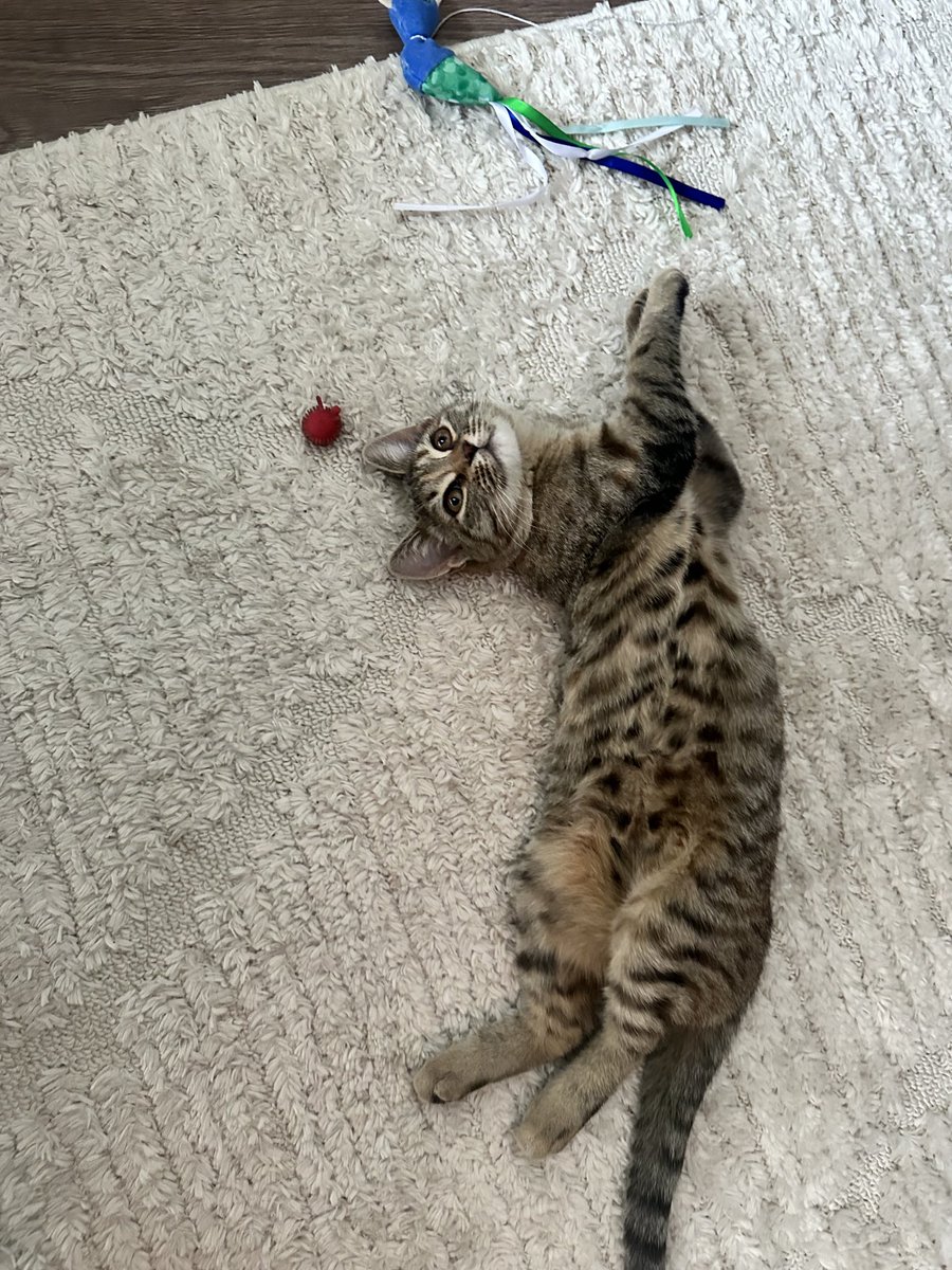 Ane ben çitayım demiğ?