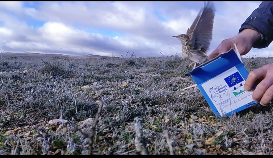 HNavalpotro's tweet image. 1/5 Today we presented “Preliminary results of the first translocations of a passerine species in continental Europe: the endangered Dupont’s lark”at #BOUsci24