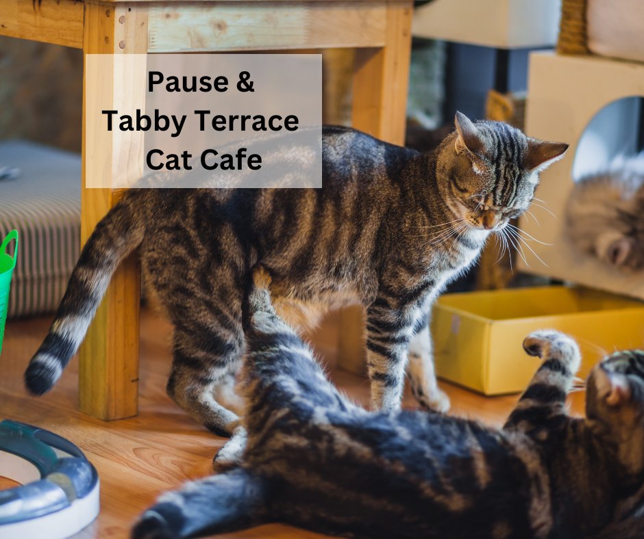 Love a cat cafe?  Pause Cat Cafe Blog: dorsetmums.co.uk/blog/read_1902… Tabby Terrace Cat Cafe Blog: dorsetmums.co.uk/blog/read_2067…
