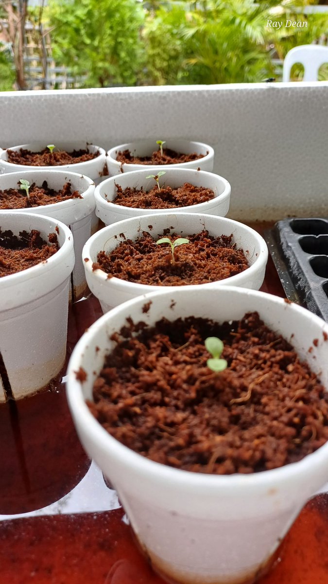 raydean_007's tweet photo. Baby Lettuce🌱🥬☺️
https://t.co/OkKnArRGDm
#TrendingNow #hydroponicsfarmingintheUK #lettuce https://t.co/GzOLpjv0K7