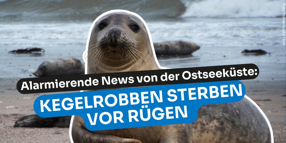 Mehr als 40 tote #Kegelrobben wurden seit Anfang Oktober an der Küste #Rügen|s gefunden. Das sind 20% der heimischen Population MVs. Woran die Tiere vermutlich gestorben sind und was die Landesregierung jetzt tun muss – ein Thread. 1/5