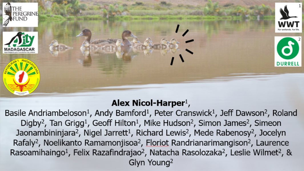 1/6 Post-translocation survival and breeding of Madagascar pochard, “the world’s rarest duck”: MadPoch were believed extinct until &lt;30 were rediscovered in 2006. Egg collection established a captive breeding centre, and a new home was identified: Lake Sofia #BOUsci24 #POSTER1