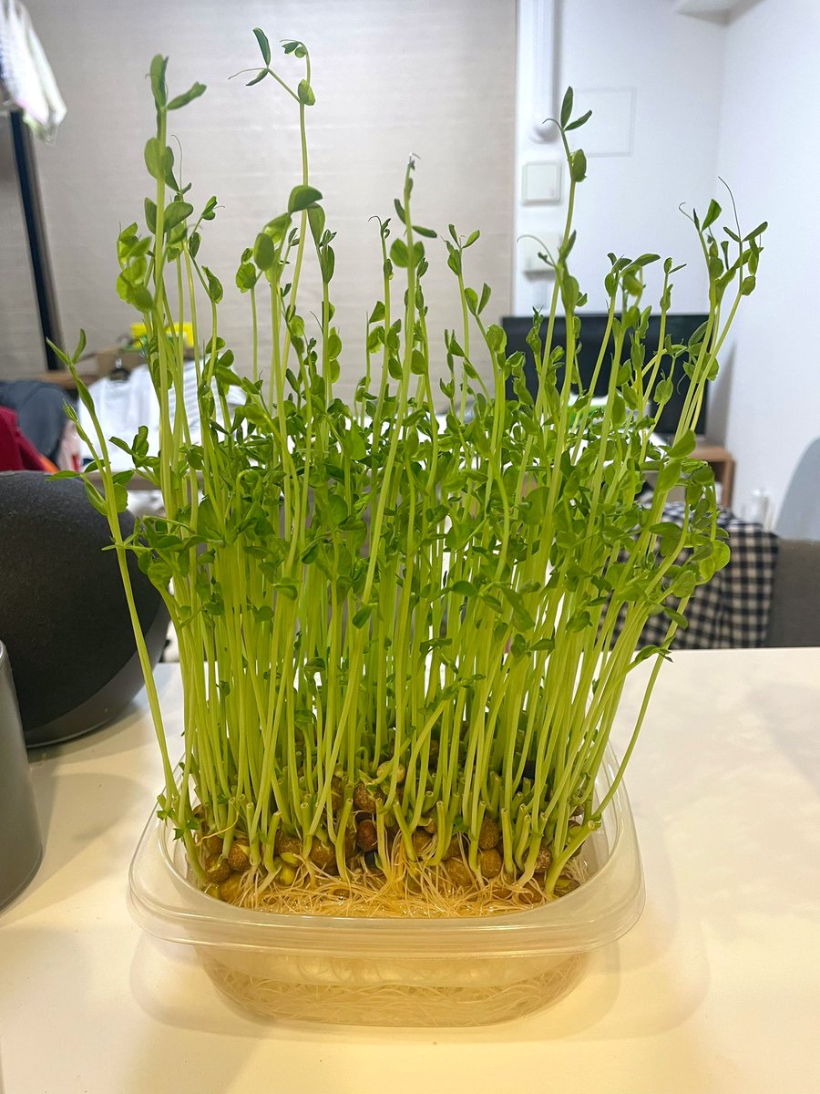 豆苗育てたりしています🌱