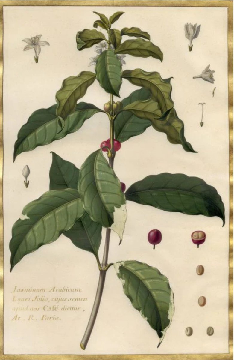 Coffee plant was initially named Jasminum arabicum because its white flowers are similar to those of jasmine. In 1737, Linnaeus reclassified it as Coffea.