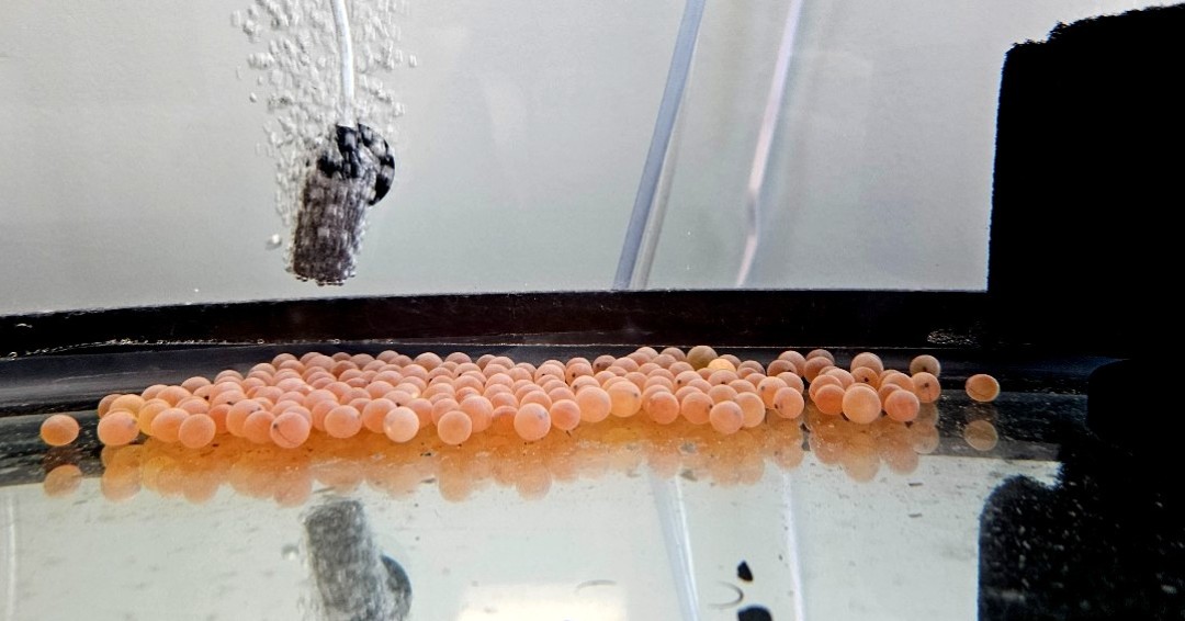 Our new little friends have arrived! Over the course of the next several months we will watch as these salmon eggs hatch and grow. Stay tuned for more updates!
#MyLMA
#SalmonProject