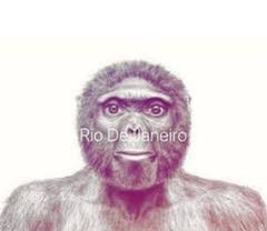 amakekette_'s tweet image. Thread : Les plus gros singes de tout les temps sur cette communauté  🦧