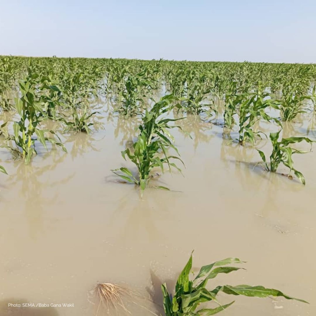 📢Attention leaders at #COP29 floods are still devastating #Borno

📸In Rann, farms are submerged by rising water.

🌽When the water recedes the suffering does not.

We must support agricultural livelihoods to build people’s resilience. Inaction is not an option!#InvestInHumanity