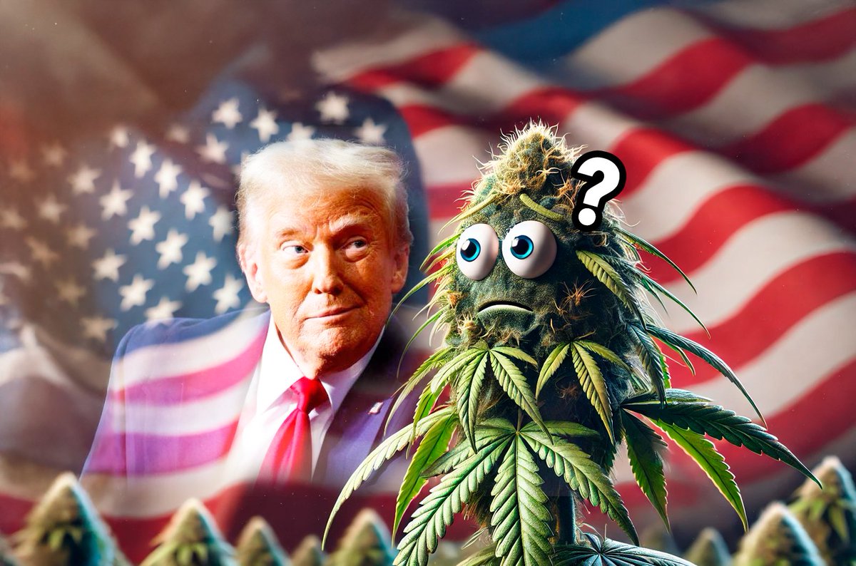 El futuro del cannabis tras la legalización del cannabis.
cannabis.es/pw/2024/11/12/…
#cannabis #legalizacion #legalizeit #marihuana