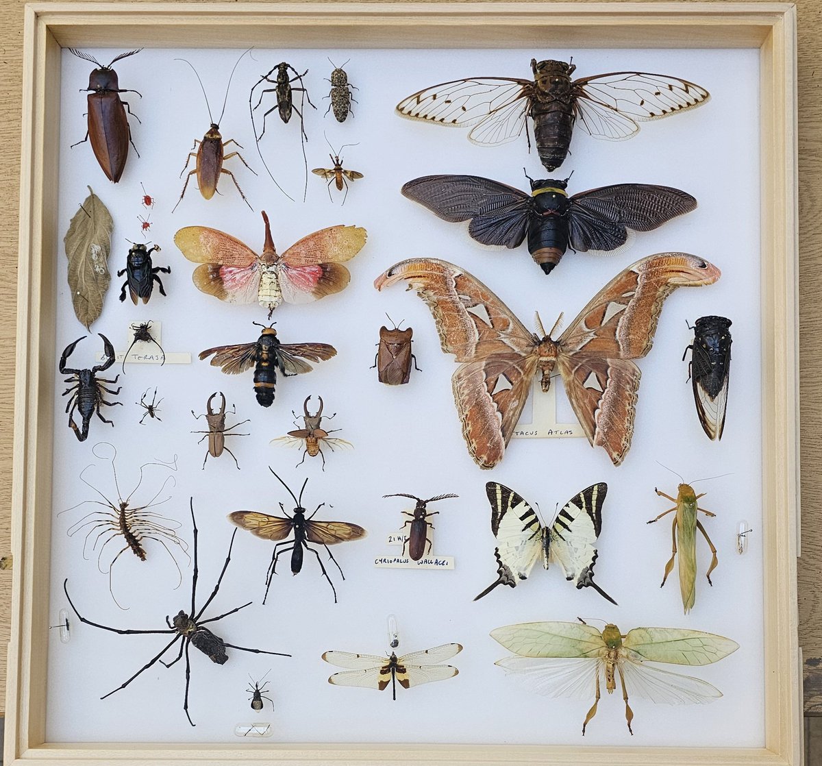 AshleyScopes's tweet photo. This week I'm moving entomology out of a nasty stiff cabinet into a much nicer, modern entomology draw. Moving collections like this would usually require a lot of paper work but luckily,
These collections are unnumbered, so i only need to make notes of where they were before. 🐛 https://t.co/GfxWMSuyEZ