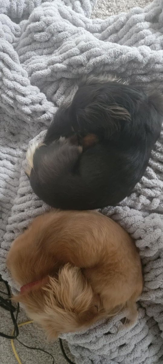 Austin Yost tweet media