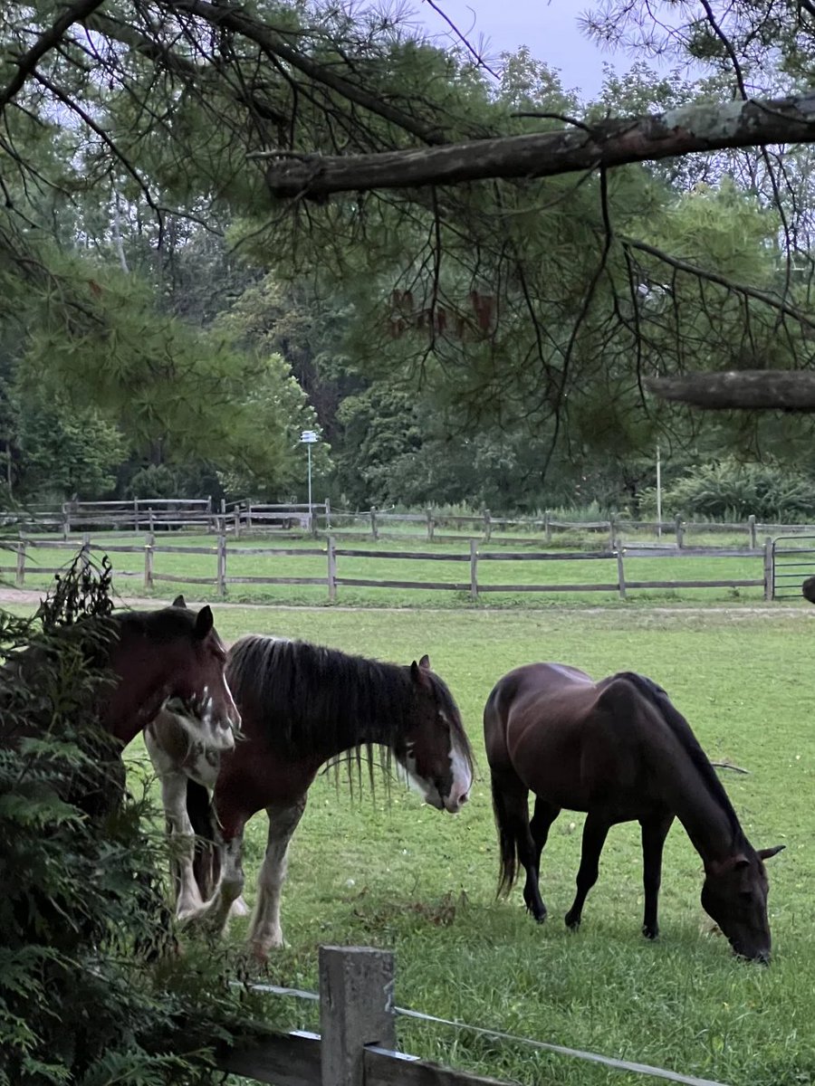 bdowppp's tweet image. The foals grow up freely, and when they grow up they will also be galloping horses