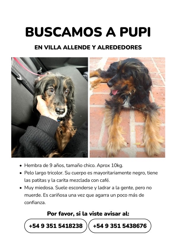 celeguerrini's tweet photo. Buscamos a Pupi por #villaallende y alrededores! 💔 creemos que pueden haber visto cerca del #countrysanisidro / #colegiotresrios
#mascotaperdida #mascotaperdidacordoba #buscoamimascota #chacrasdelavilla https://t.co/bXvjdYpLD0