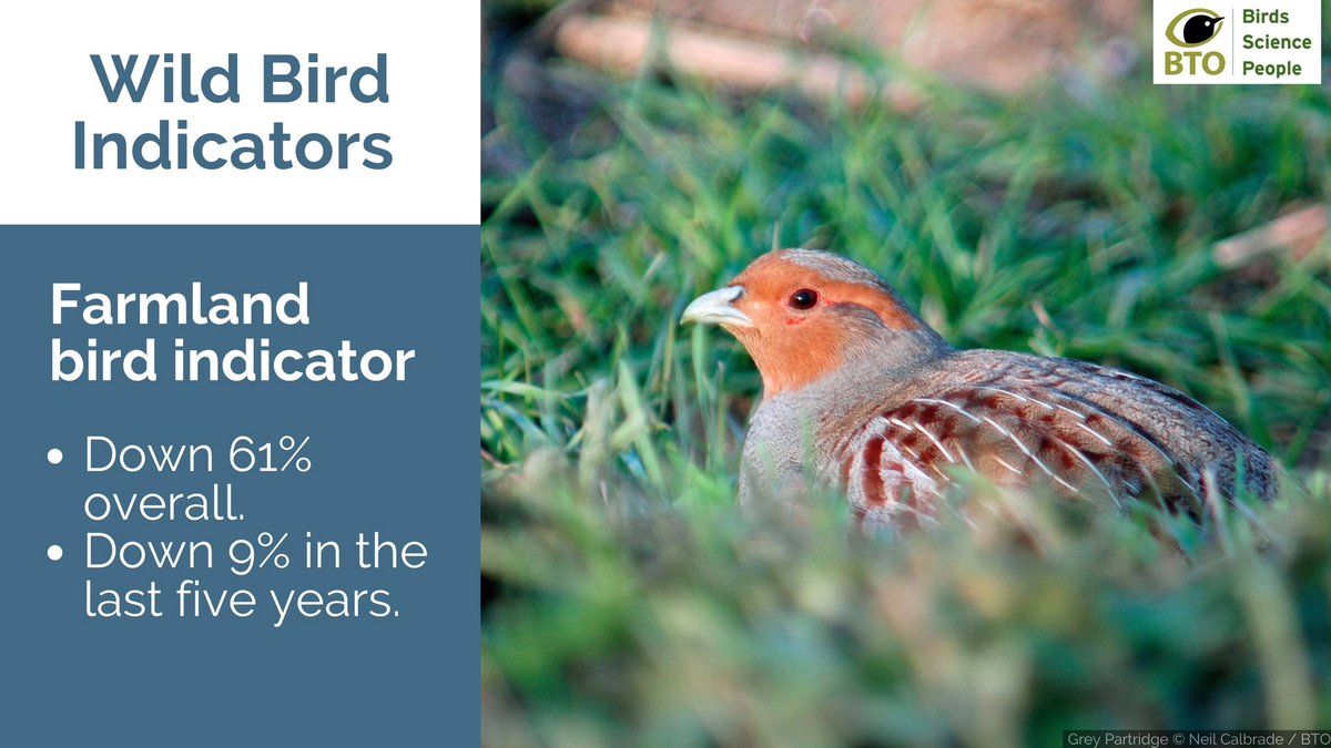 The tragic decline of UK wild bird populations continues.

Farmland bird species showing some of the biggest long and short term declines.

gov.uk/government/sta…