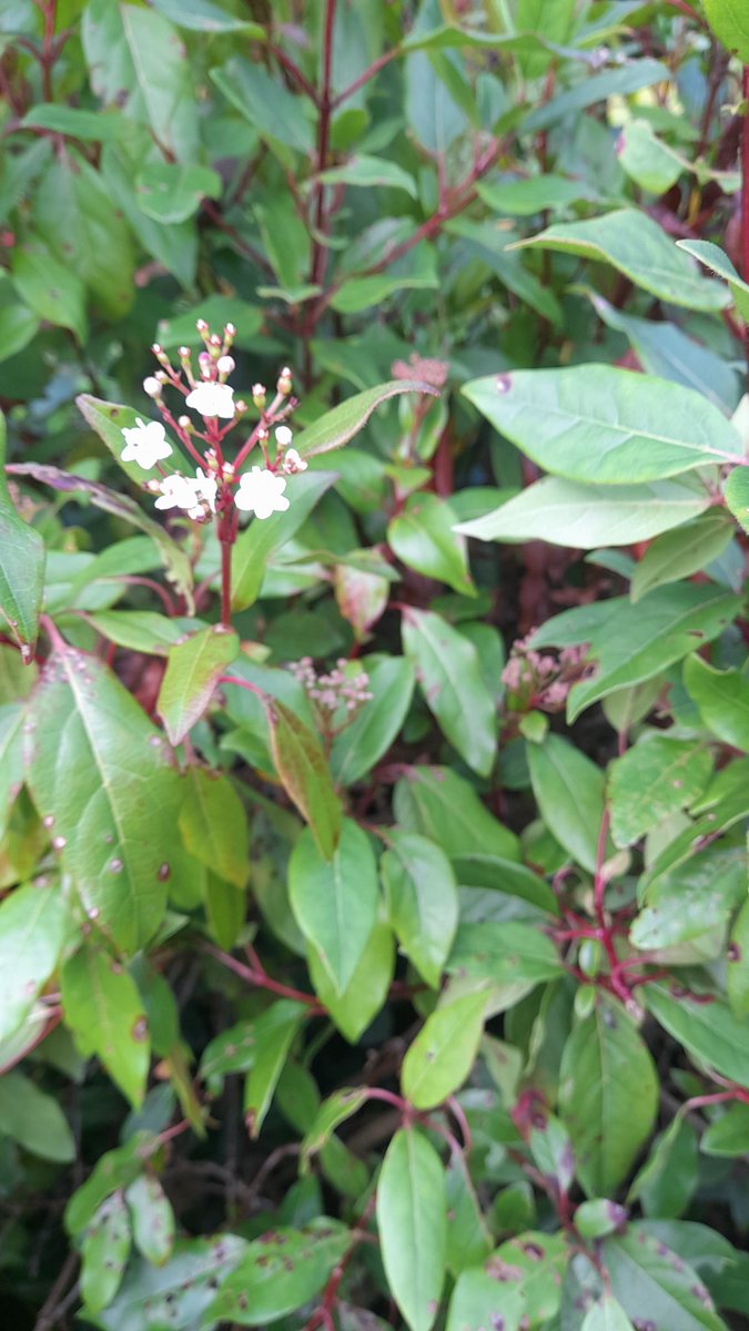 Some pictures from my birthday outing to Haigh Woodland Park in Wigan