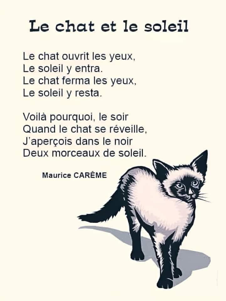 Un peu de poésie dans ce monde de (bipèdes) fous ! 😻