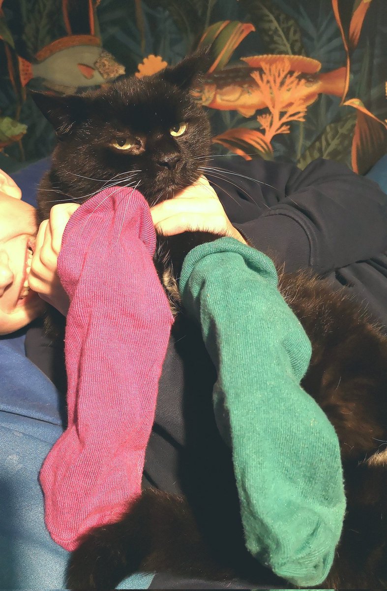 Charlotte Thomson-Morley - Illustrator (she/her) (@charlotteart) on Twitter photo Happy Odd Socks Anti-Bullying Day! #PetsInOddSocks Lily is thrilled to be wearing odd socks (she was purring the whole time, her face just looks like that 😅) <a href="/andyoddsock/">Andy & the Odd Socks</a> <a href="/ABAonline/">Anti-Bullying Alliance #AntiBullyingWeek</a> Happy Odd Socks Anti-Bullying Day! #PetsInOddSocks Lily is thrilled to be wearing odd socks (she was purring the whole time, her face just looks like that 😅) <a href="/andyoddsock/">Andy & the Odd Socks</a> <a href="/ABAonline/">Anti-Bullying Alliance #AntiBullyingWeek</a>