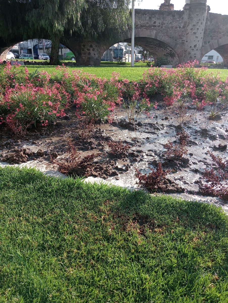 💦🌳 ✂️ ¡Una podadita, una regadita y pal face!

El otoño está ON FIRE, pero afortunadamente contábamos con la astucia de nuestro equipo, que sin ningún reparo, recorren los espacios verdes poniendo a los arbolitos y arbustos al 💯

Irapuato te quiero limpio, te quiero verde 💚