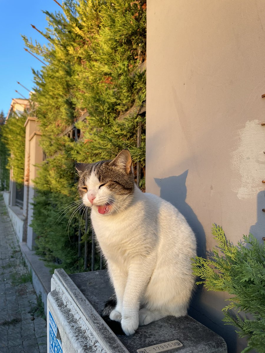 Bağıran kedi