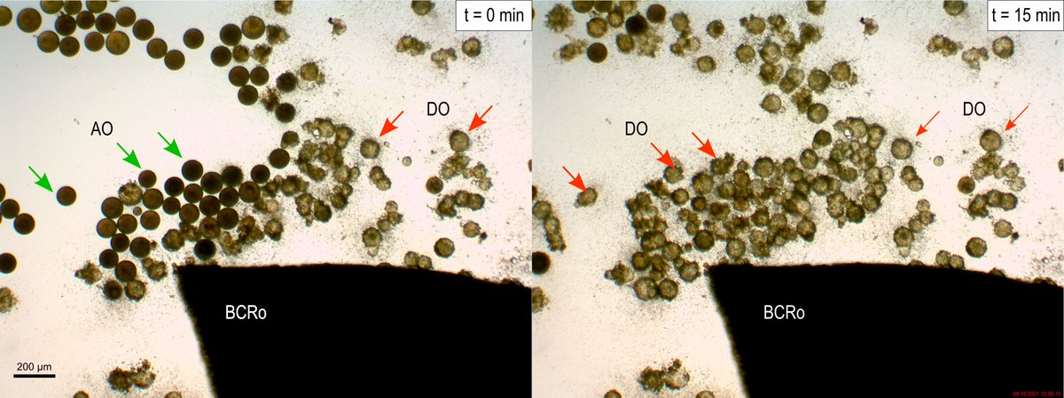 motherofseaweed's tweet image. NEW PREPRINT! 🤩Check the overseen microscopic effects of the invasive seaweed R. okamurae on Cystoseira😱

In Vitro Negative Effects of Beach-Cast Invasive Marine Seaweed Rugulopteryx okamurae Across Life-Stages of a Native Foundational Species @SSRN papers.ssrn.com/sol3/papers.cf…