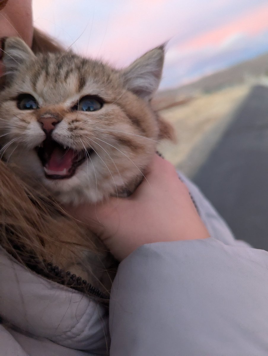 Кошак tweet media
