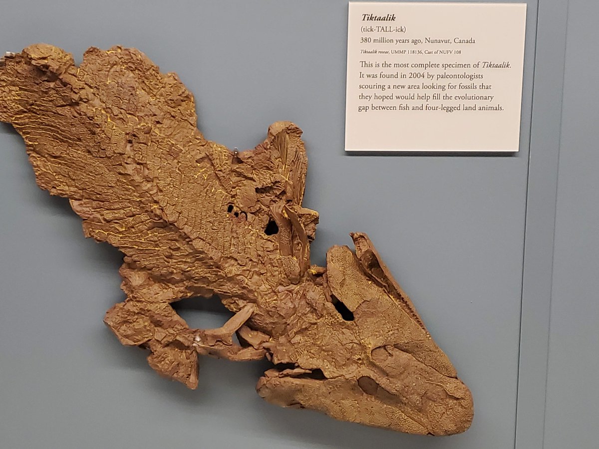 Only discovered 20 years ago, Tiktaalik was an important fossil find in understanding the water to land transition in vertebrates. #FossilrFriday #UMMP