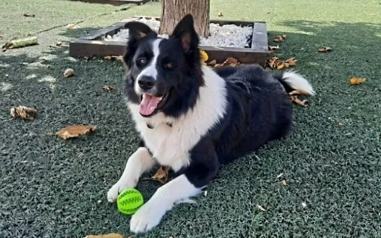 areagossosbdn's tweet photo. 🆘🆘¡¡ATENCIÓN!!🆘🆘
LUCKY sigue desaparecido pese a tener identificado al vehículo y 1 de los presuntos secuestradores del #bordercollie de #Navata #Girona
Hacemos un llamamiento a quien tenga alguna pista que avise a @mossos.
La familia esta muy afectada.
📣📣📣📣 https://t.co/MuHvz1qJVL