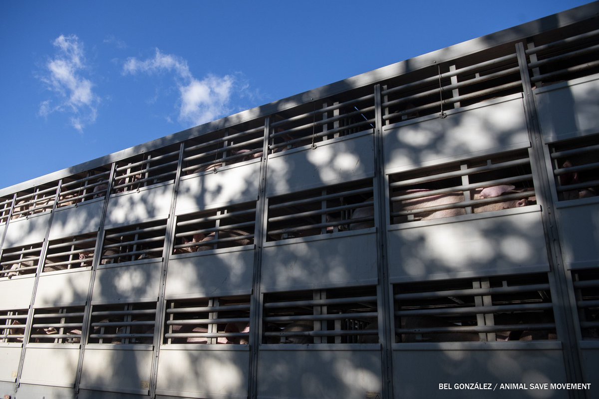 Bel González tweet media