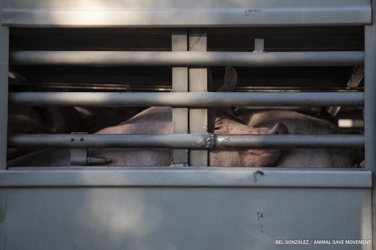 Bel González tweet media