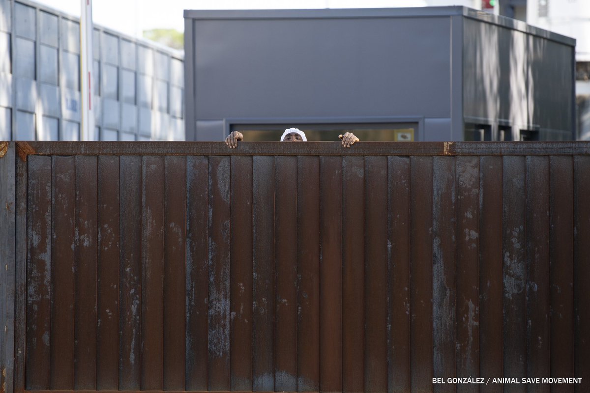 Bel González tweet media