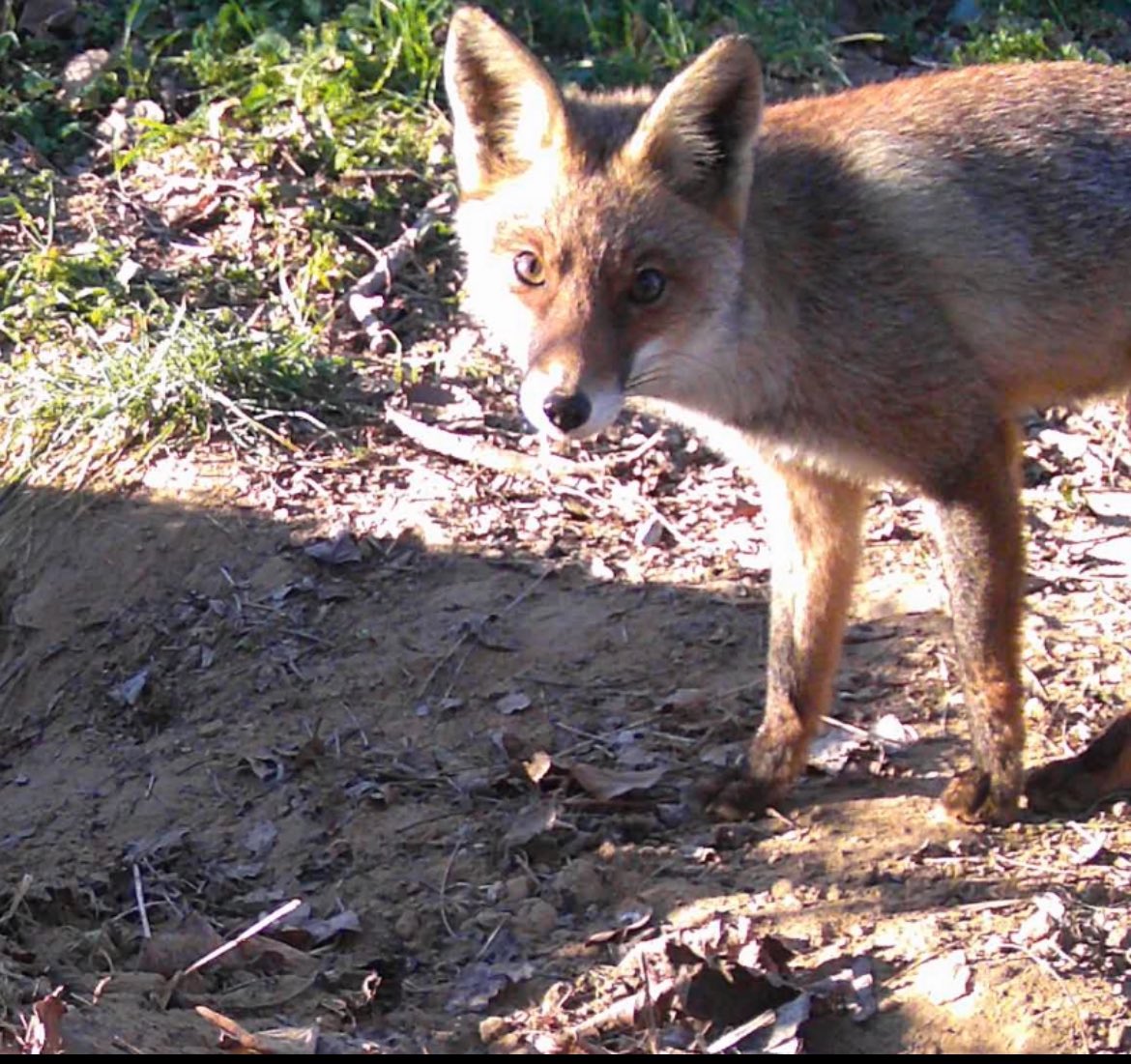 Moltíssimes hores de dedicació,de troballes però també de fiascos.
d’invents,d’imaginar,de reptes… Però sobretot d’il·lusió,de ganes i passió per el fotoparany proper
Aquí un enfilall de 30“tuits”de moments xulos, que no vull que quedin a l’oblit
Us aviso,poseu-vos còmodes
1/30