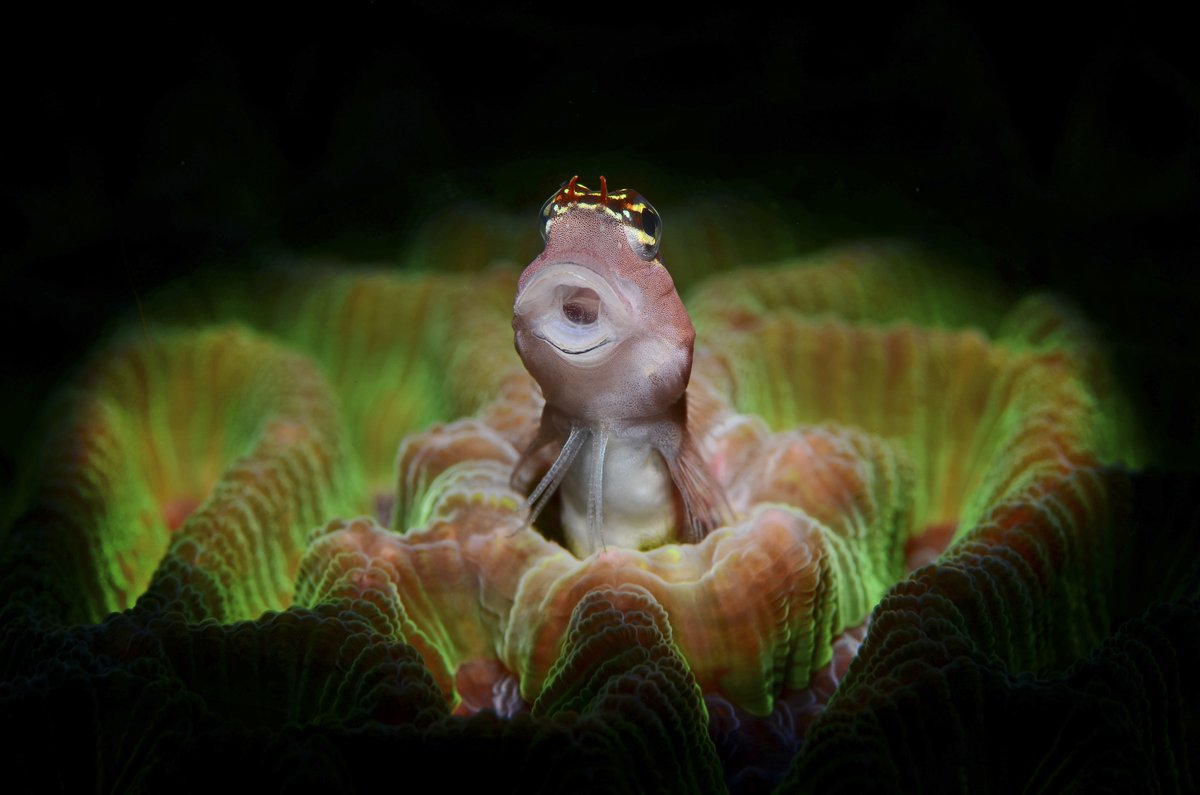 A Combtooth blenny rests open-mouthed inside a green coral. These blennies lack swim bladders, a type of organ that helps fish control buoyancy – this makes the blennies bottom-dwellers, darting between coral &amp; rocks to forage. 📷 by ’24 People’s Choice Finalist Dennis Corpuz