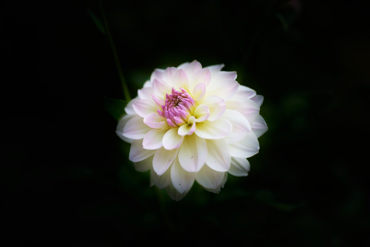 Oshinsan8's tweet photo. 暗闇に浮かび上がる、一輪の美しい花
#写真好きな人と繋がりたい
#ファインダー越しの私の世界
#キリトリセカイ
#花写真部
#Nikon
#私とニコンで見た世界 https://t.co/5WwHZcDUXO