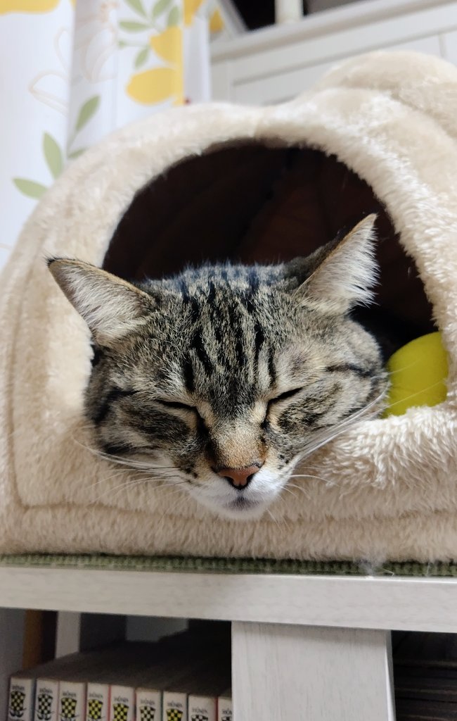 cat_56chan's tweet photo. 生首おやすみ〜 https://t.co/nzgRKVx2K2