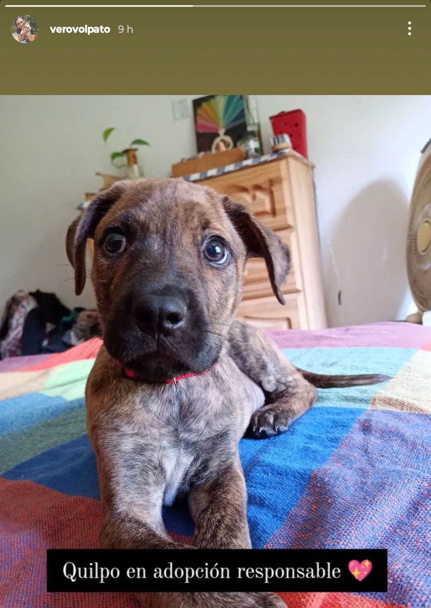 Buenass, me ayudan a difundir a QUILPO? Lo rescató mi hermana en Alta Gracia, Cba. Casi murió pero salió adelante y está muy bien de salud. Es un bebote precioso. Necesita hogar responsable y familia amorosa ❤️‍🩹 cualquier cosa me escriben, gracias!