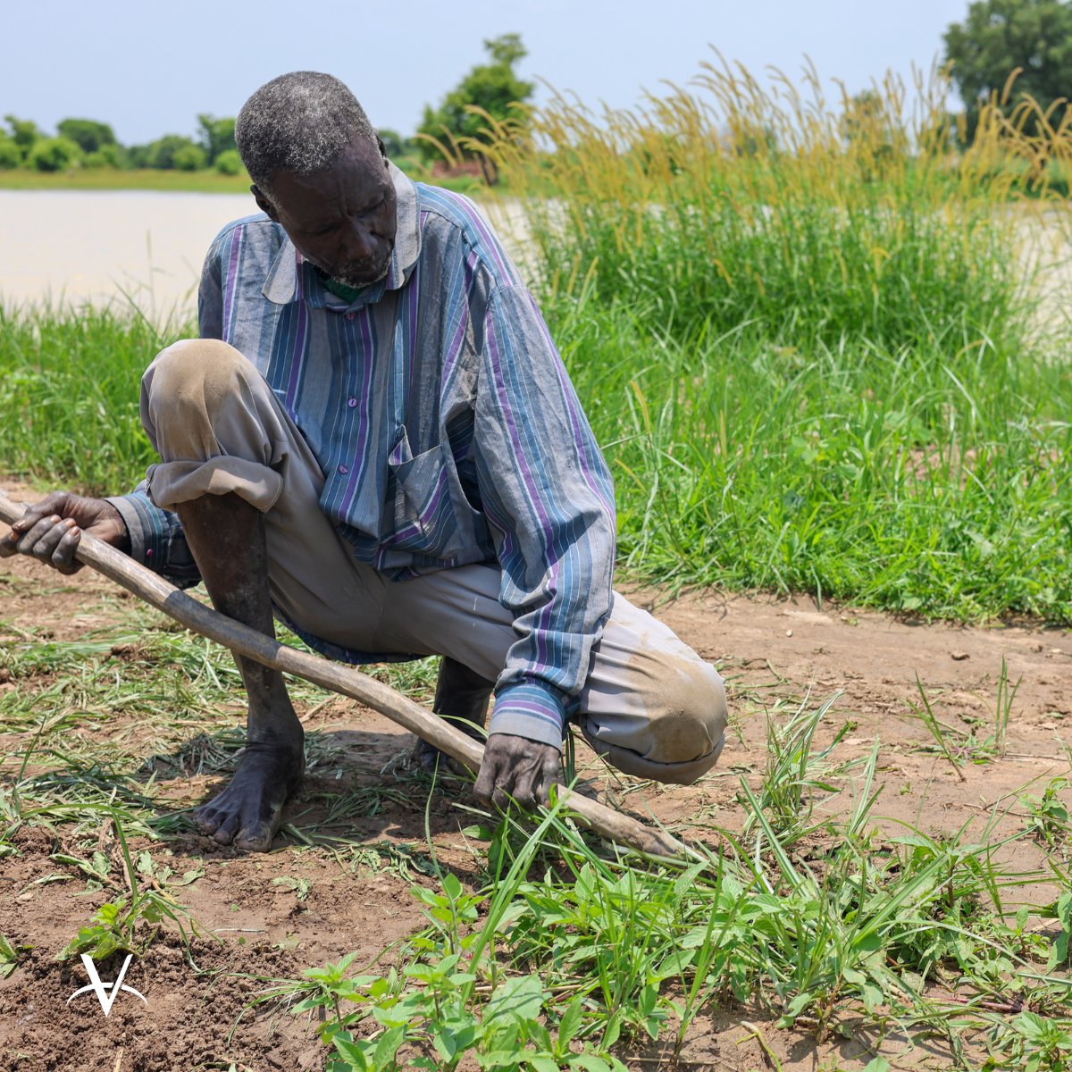 VWB_VSF's tweet photo. #OnTargetTuesday π― From June to September, 3,000 households in Aweil North, #SouthSudan facing #foodinsecurity received vital crop & vegetable kits, providing resources to grow food & #resilience.Β Learn more about our work in South Sudan: https://t.co/AJRD0UFB7TΒ
#OneHealth https://t.co/8dxrTtux7t