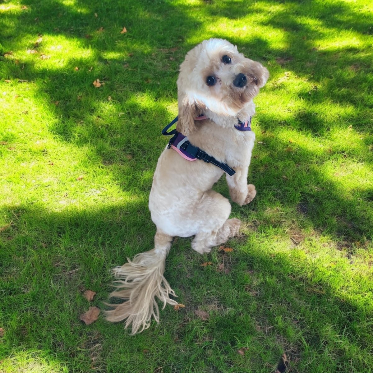 KCCiow's tweet photo. Lovely Misty the cavapoo in today. https://t.co/nBVN3RpLL0