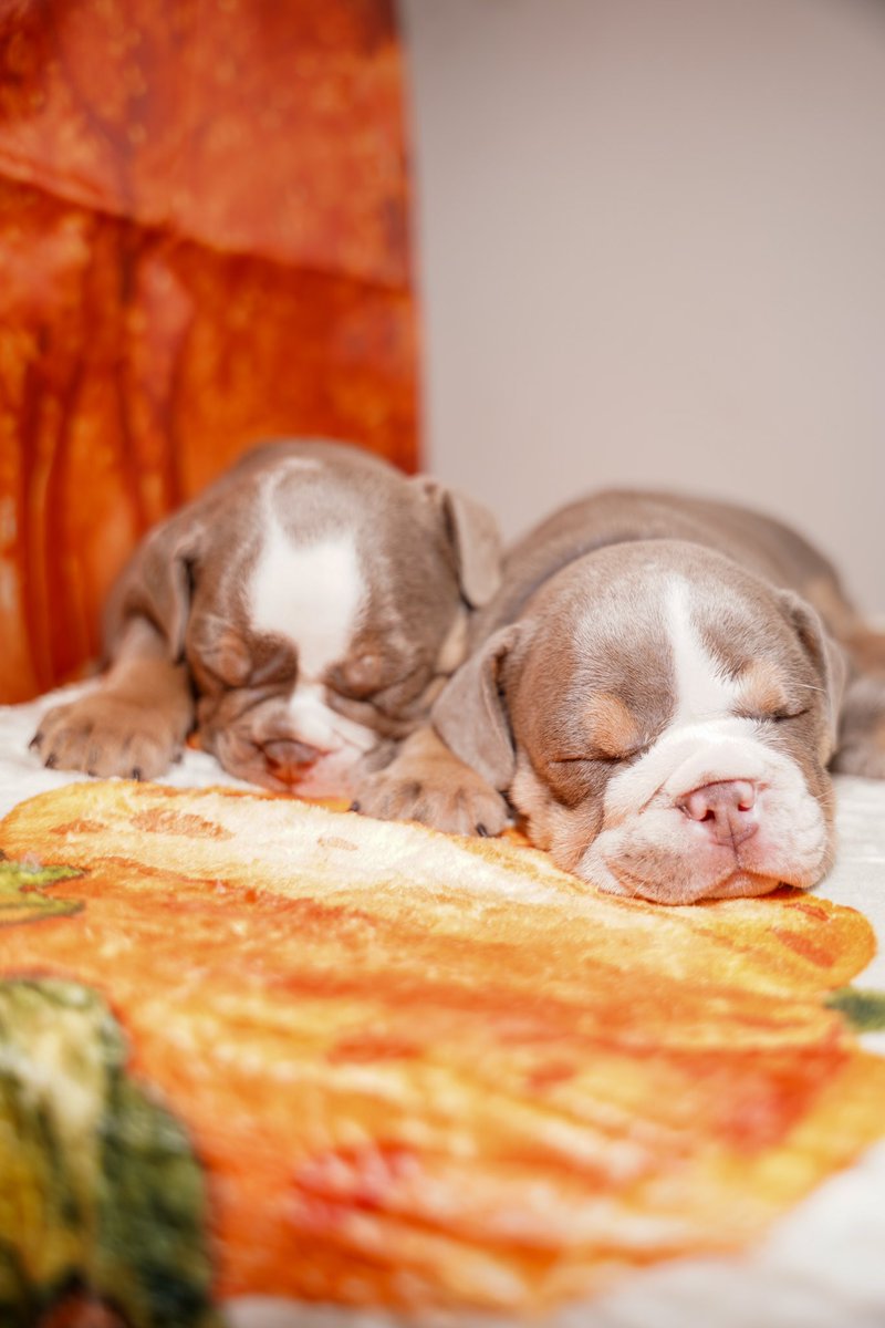 Kyrell_5's tweet photo. 6 week old English Bulldogs for sale ready to go home in 2 more weeks inbox me if interested! 4 girls 2 boys https://t.co/kZ94mn5Xug