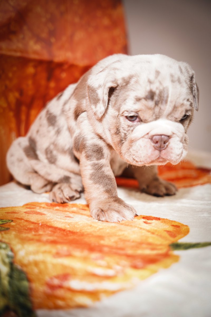 Kyrell_5's tweet photo. 6 week old English Bulldogs for sale ready to go home in 2 more weeks inbox me if interested! 4 girls 2 boys https://t.co/kZ94mn5Xug