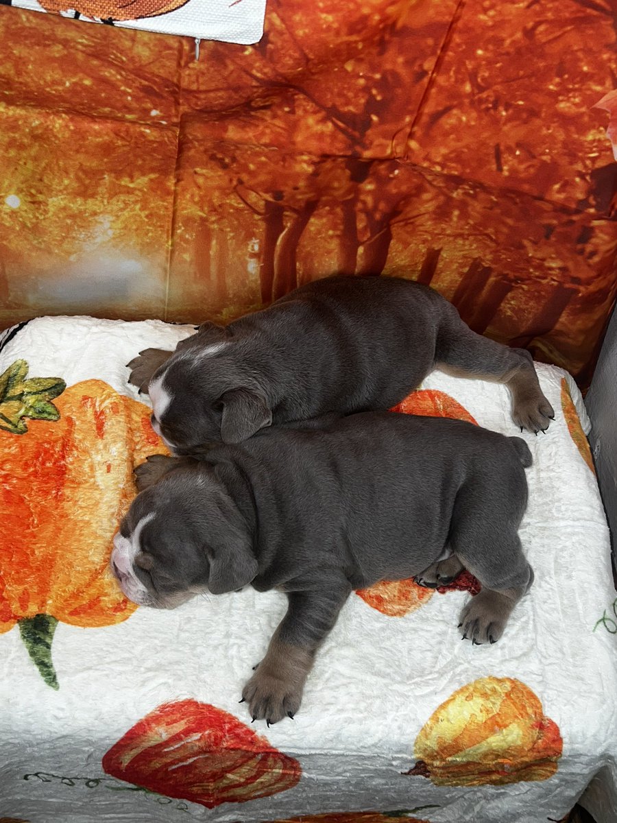 Kyrell_5's tweet photo. 6 week old English Bulldogs for sale ready to go home in 2 more weeks inbox me if interested! 4 girls 2 boys https://t.co/kZ94mn5Xug
