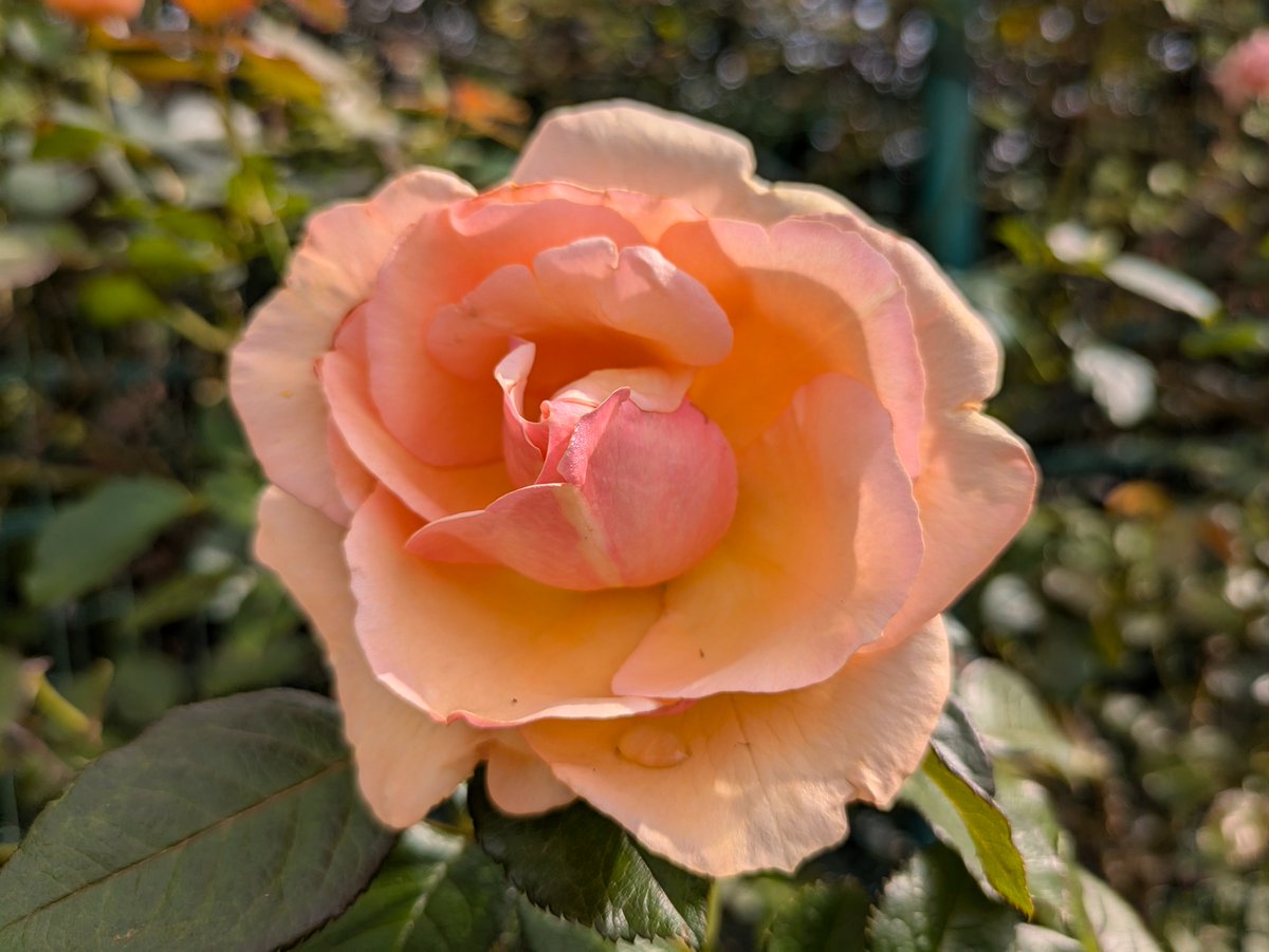 yukigatiratira's tweet photo. 今日もありがとうございました💝
おやすみなさい😴💤

#バラ 　#Rose 🌿✨
#フレグラントアプリコット 
#FragrantApricot 
#無邪気 　#爽やか 
#Flowers 　#花写真 
#キリトリセカイ 
☘️花菜ガーデンにて https://t.co/SBYCwKmRyN