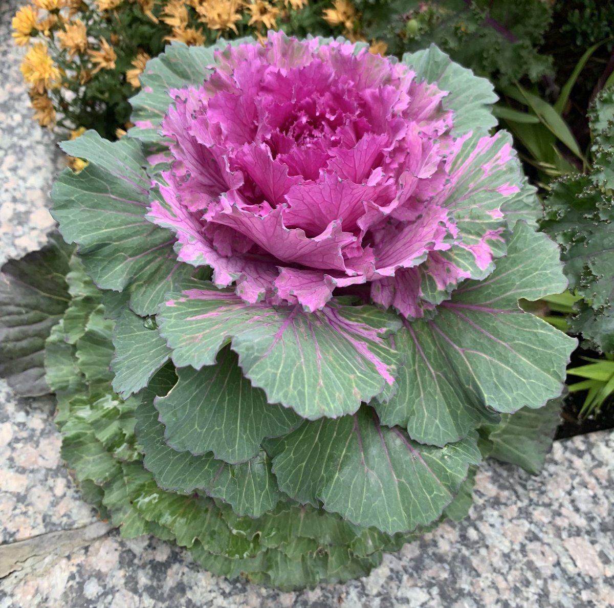 emessp571's tweet photo. ಹೂಕೋಸಲ್ಲ ಕೋಸ್ಹೂವು #WildCabbage #Plants https://t.co/iPj2p8IAZf