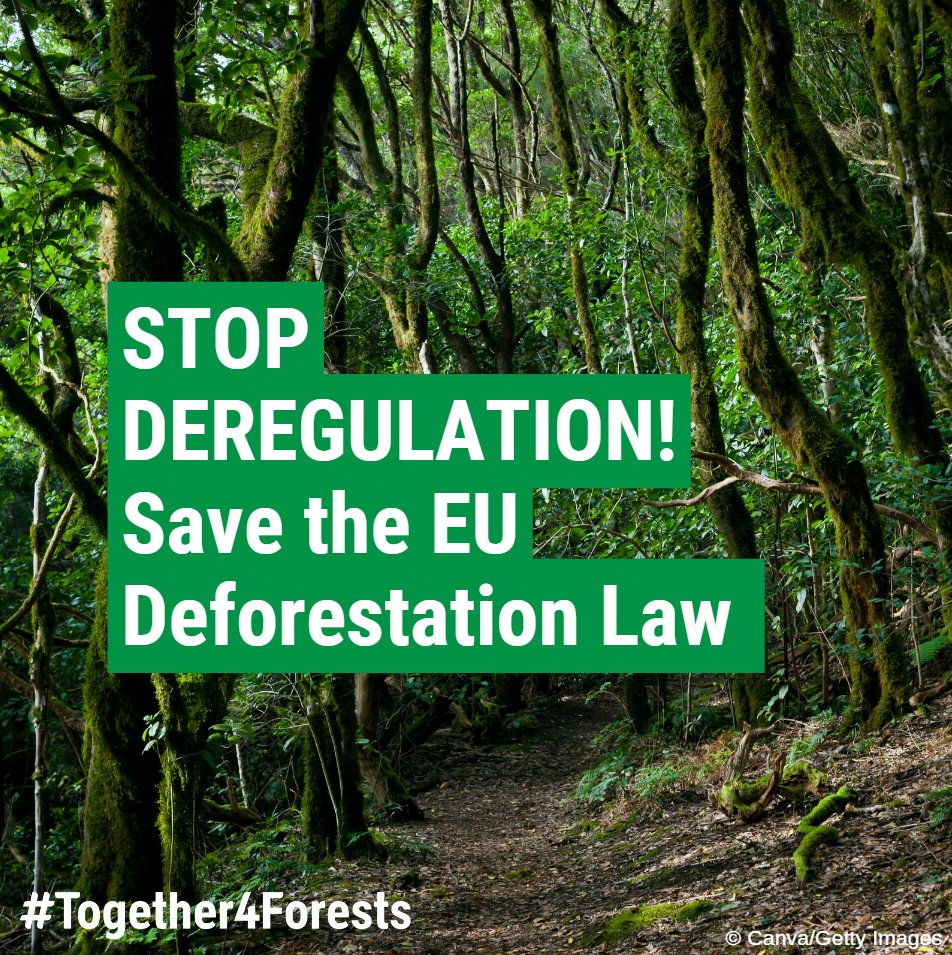 🛑Deregulation alert!!! 🛑
<a href="/EPPGroup/">EPP Group</a> wants to hollow out EU deforestation law =  only instrument to tackle EU’s impact on forest destruction within the EU &amp; beyond
<a href="/Europarl_EN/">European Parliament</a>: Reject amendments &amp; save #EUDR!
👉 bit.ly/3YSmmbs 
<a href="/vonderleyen/">Ursula von der Leyen</a> 
<a href="/ManfredWeber/">Manfred Weber</a>