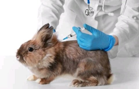 AgriHopper's tweet image. Vaccinations protect rabbits from common diseases like myxomatosis and rabbit hemorrhagic disease. A timely, organized program ensures healthy herds and reduces farmer losses, essential for sustainable rabbit farming. #AgriHopper #RabbitHealth #VaccinationProgram