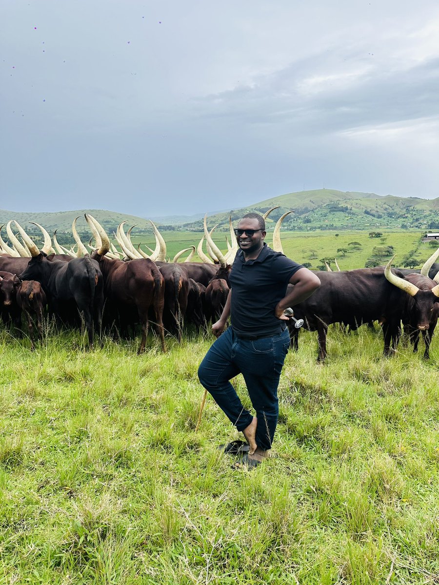 Gilespies's tweet photo. 🐂 Immersed myself in the beauty of Karubuga Diary Farm where Ankole cattle roam against a backdrop of stunning rolling hills! Enjoyed cozy cabin stays, and breathtaking sunsets. Perfect for nature lovers and adventure seekers alike. 

#RanchViews #NatureEscape https://t.co/5XjPTPjcfI