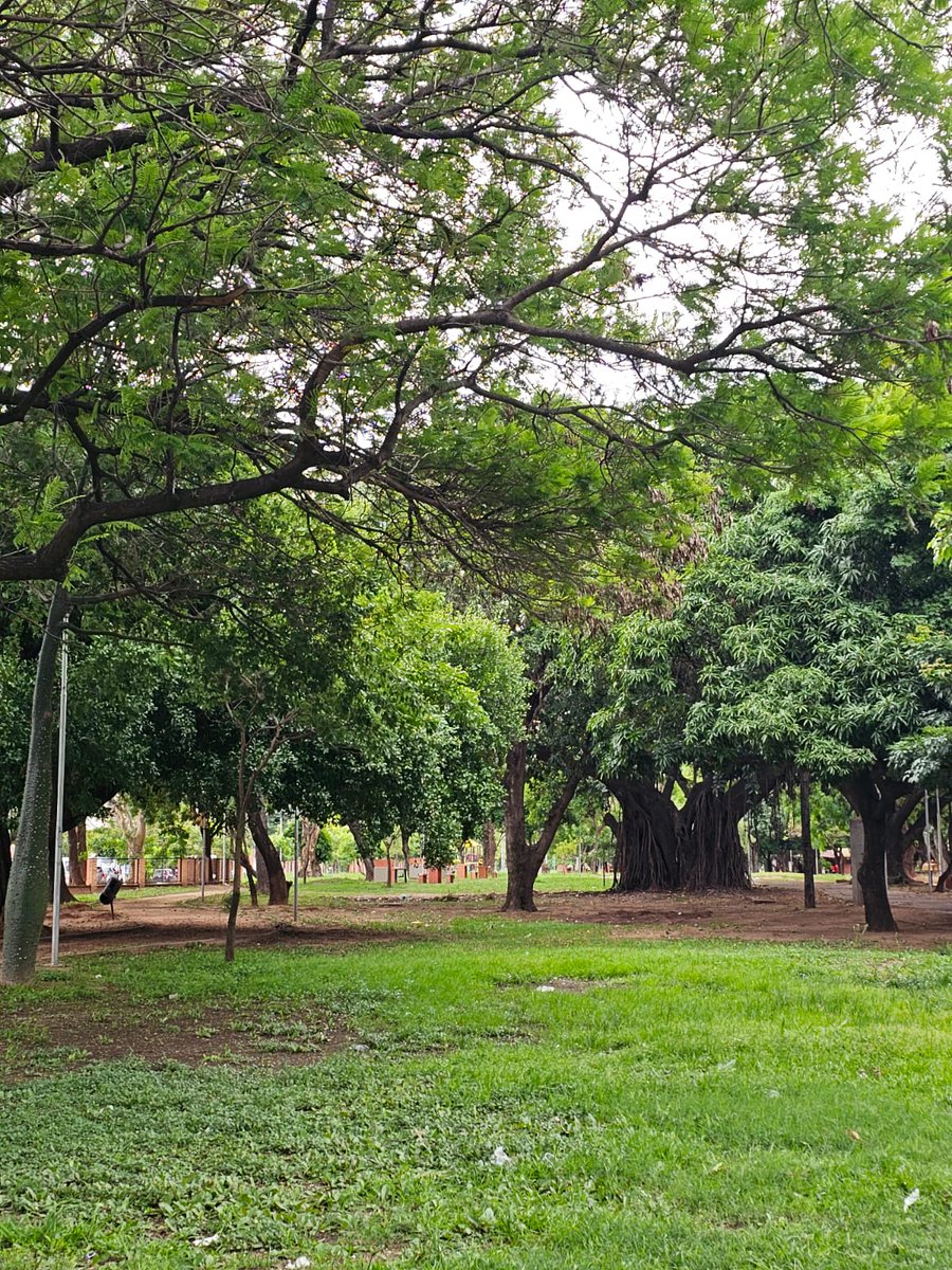 alvaropenadt's tweet photo. La naturaleza siempre será mi fuente de inspiración. Hoy fuerte y resistente como este árbol de Mara. https://t.co/7BYq1NM8y2