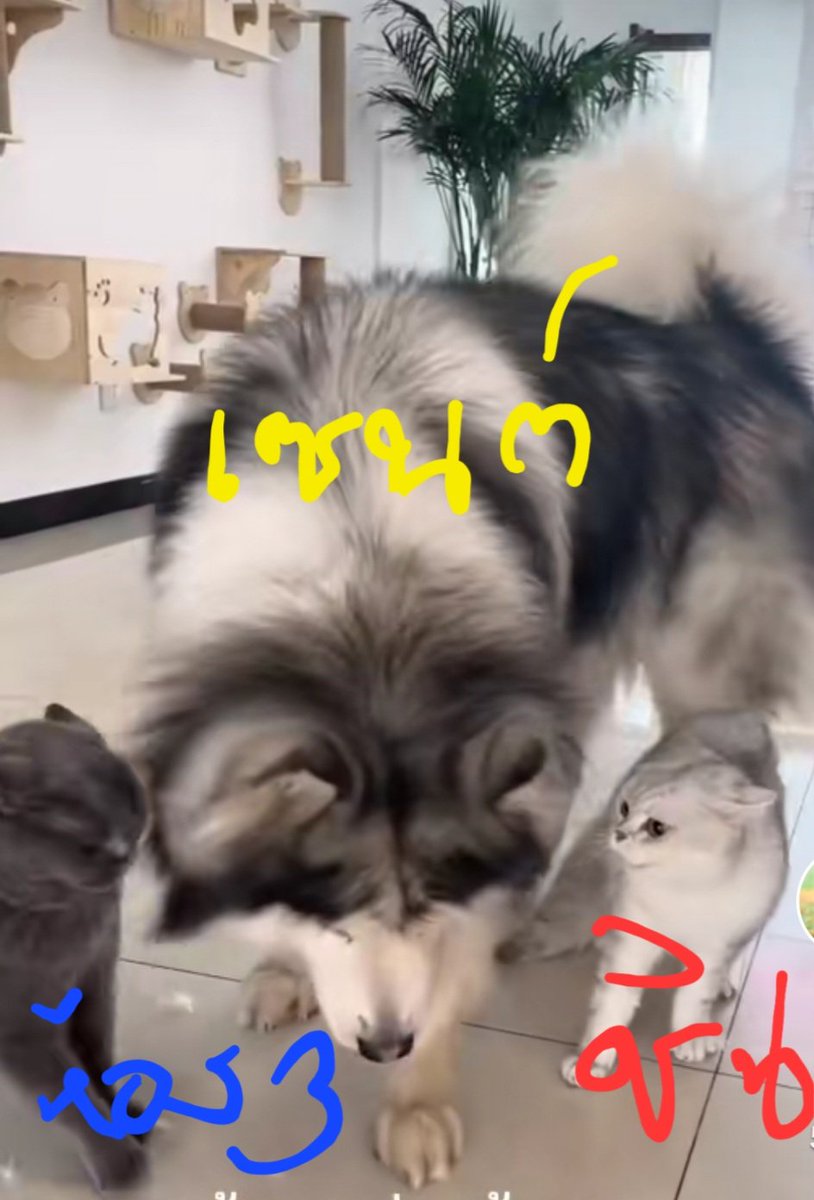 พี่เซนต์ปางห้ามทัพออกโรงทุกอีพี #HighSchoolFrenemyEp10