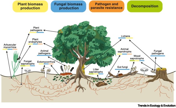Online now: Toward harnessing biodiversity–ecosystem function relationships in fungi dlvr.it/TG7qZf