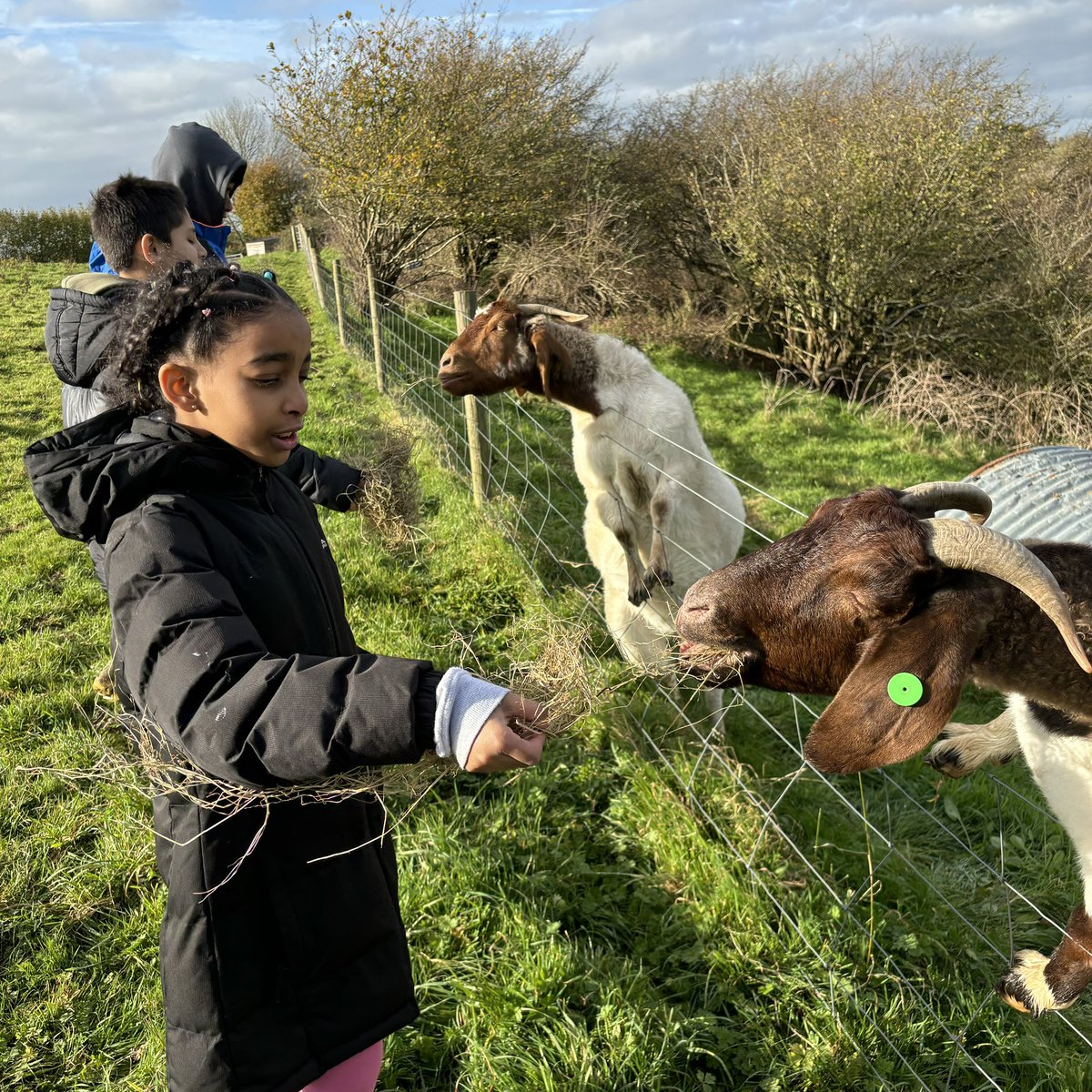 Today we have been feeding the goats 🐐🌾🌾