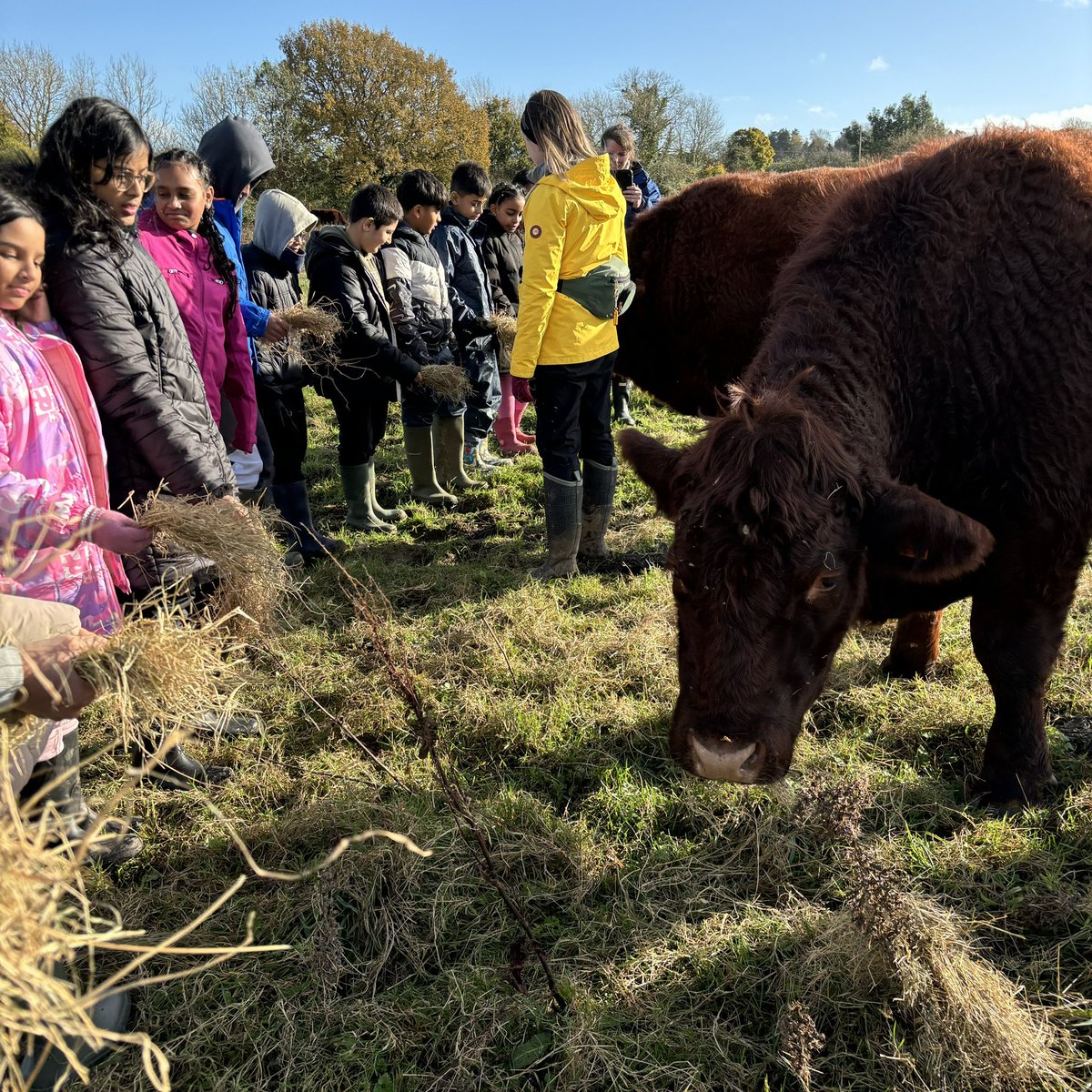 We have also fed some fabulous cows 🐄 🐮