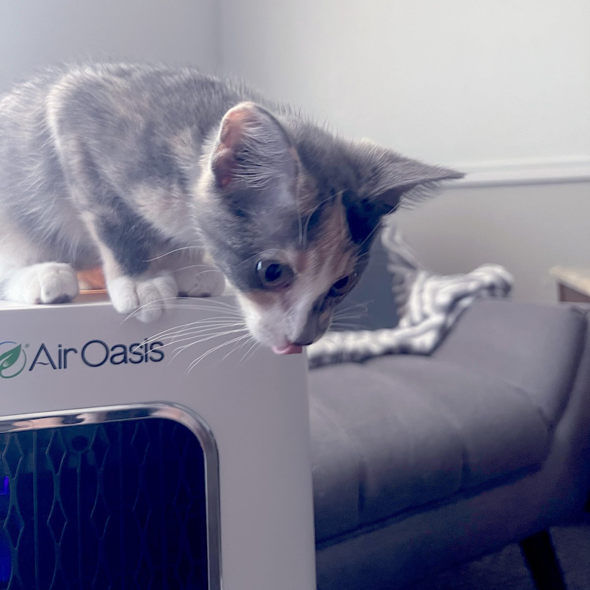 airoasis's tweet photo. Allergy season got you down? 😿 Don’t worry! The iAdaptAir 2.0 helps keep the air clean by removing up to 99% of airborne allergens and pet dander. Now my furry friend can hop around worry-free! 🐾✨ #AllergyRelief #PetLife #CleanAir https://t.co/OVklUP3Yma